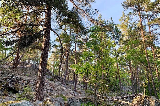 Stockholm: Sunset Hike in Tyresta National Park with Meal - The Sum Up