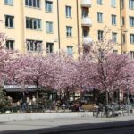 Stockholm Tour with a Local: Explore Hip And Bohemian Sodermalm - Who This Tour is Perfect For