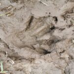 Stockholm: Wildlife Tour With Dinner and Short Hike - Who Is This Tour Best For?