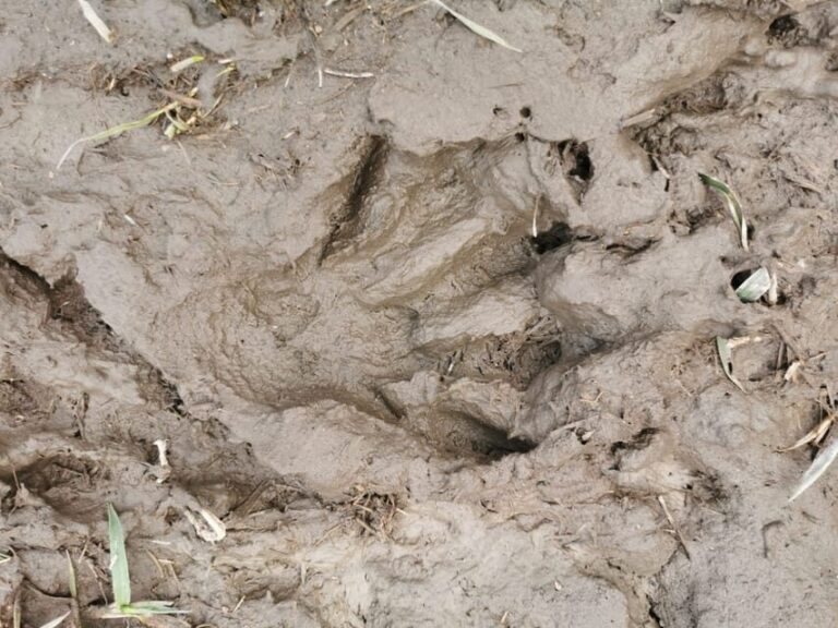 Stockholm: Wildlife Tour With Dinner and Short Hike - Who Is This Tour Best For?