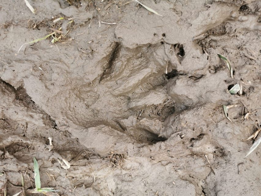 Stockholm: Wildlife Tour With Dinner and Short Hike - Who Is This Tour Best For?