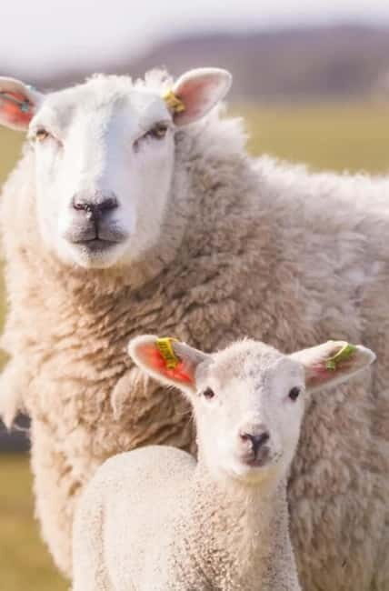 Stonehenge, Bath, Windsor, Cotswolds Villages - What’s Included and What to Expect