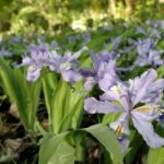 Stroll Back in Time Smokies History Streams and Forest Hike - Who Would Love This Tour?