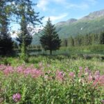 Stunning Turnagain Arm Tour: "A Must See Destination" - The Sum Up