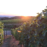 Stuttgart: E-bike wine tour including tasting - What to Expect on the Tour