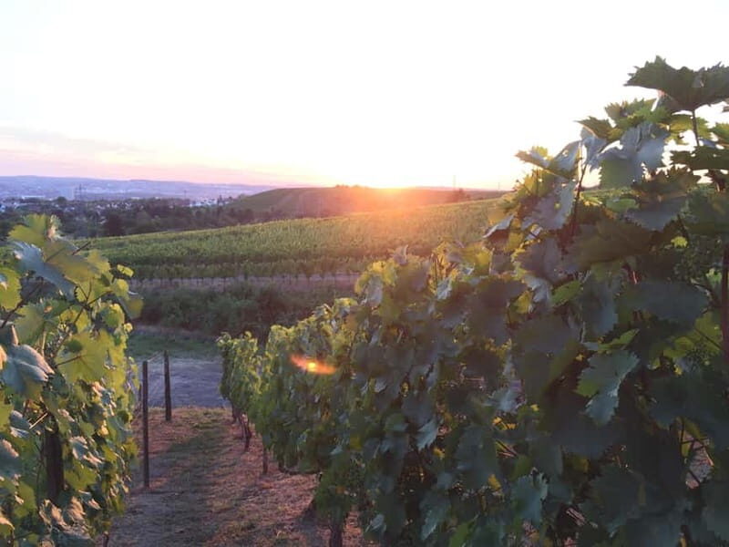 Stuttgart: E-bike wine tour including tasting - What to Expect on the Tour