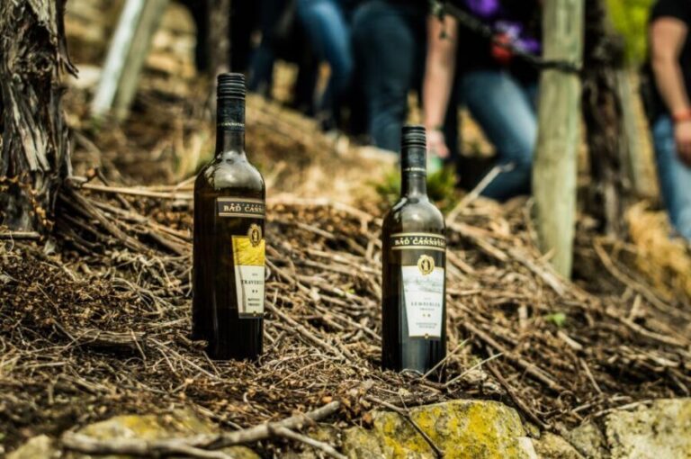 Stuttgart: Guided Vineyards Tour - The Experience for Different Travelers