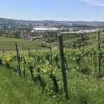 Stuttgart: Wine Tour with wines of the best winemakers - Who Should Consider This Tour?