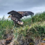 Stykkishólmur: Puffin and Wildlife Boat Tour - What We Love and Consider