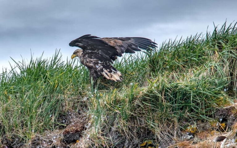 Stykkishólmur: Puffin and Wildlife Boat Tour - What We Love and Consider