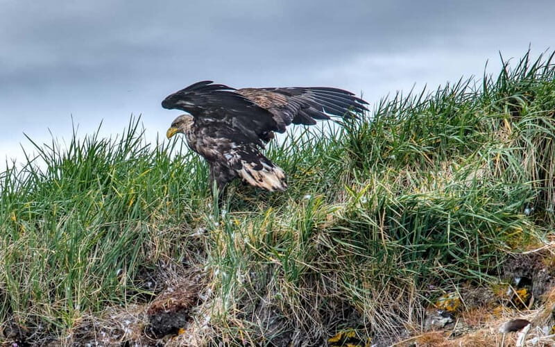 Stykkishólmur: Puffin and Wildlife Boat Tour - What We Love and Consider