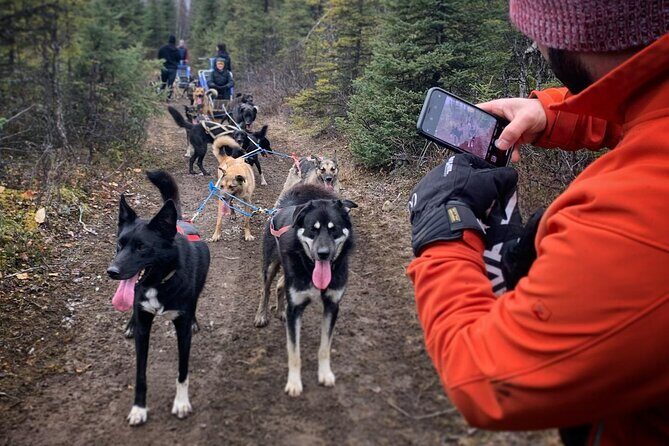 Summer Dog Sledding Adventure in Willow, Alaska - The Experiences Strengths