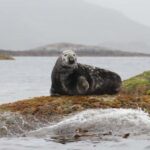 Summer Snorkeling with Grey Seals - Practical Considerations