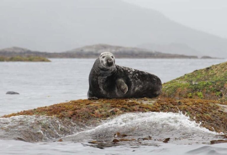 Summer Snorkeling with Grey Seals - Practical Considerations