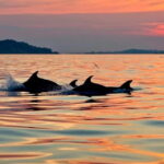 Sunrise Kayak Tour with Snorkeling and Coffee Experience - The Experience: Why It Stands Out