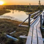 Sunrise Tour To Great Kemeri Bog - What the Itinerary Looks Like