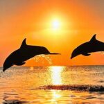 Sunset Bioluminescent Comb Jelly & Dolphin Tour - What Do People Say? Authentic Reviews from Fellow Travelers