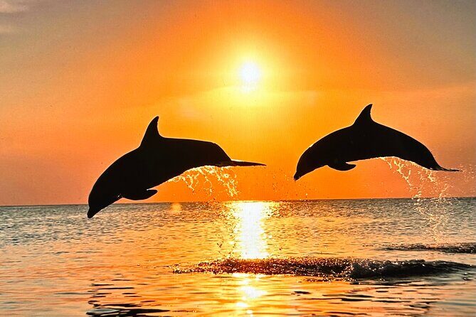 Sunset Bioluminescent Comb Jelly & Dolphin Tour - What Do People Say? Authentic Reviews from Fellow Travelers