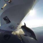 Sunset Dolphin Watching Boat Tour from Vrsar - The Itinerary in Detail