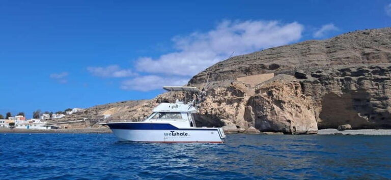 Sunset Dolphin Watching Tour on Hybrid Boat in Small Group - The Experience: What to Expect from the Tour