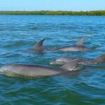 Sunset Kayaking with Dolphins - Practical Details & Tips