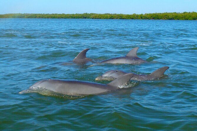 Sunset Kayaking with Dolphins - Practical Details & Tips
