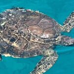 SUNSET LUXURY YACHT from Protaras - Cypriot Dinner - 1 free drink - Culinary Experience: Cypriot BBQ on Deck