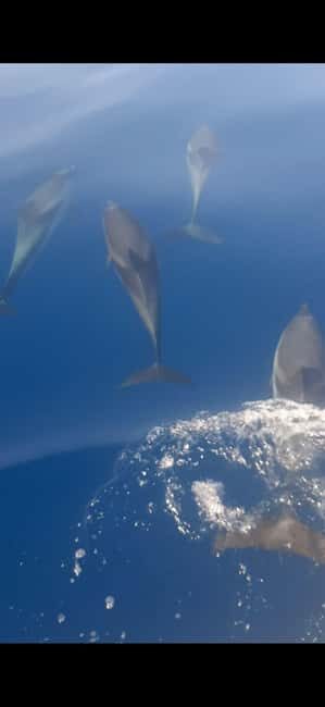 Sunset tour in search of dolphins with aperitif - Why This Tour Works for Travelers