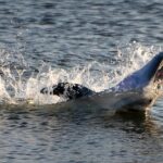 Sunset Tour Mangrove, Dolphins, Manatee #1 Rated in Cocoa Beach - Wildlife and Nature: What You Might See