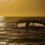 Sunset Whale Watching in Cabo San Lucas - Is It Worth the Price?