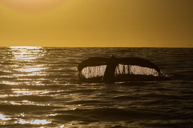 Sunset Whale Watching in Cabo San Lucas - Is It Worth the Price?