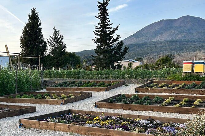 Superior Wine Tasting with Lunch on the slopes of Mt. Vesuvius - An In-Depth Look at the Experience