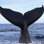 Supreme 2hr Whale/Dolphin Watching Newport Beach, 6 person max - The Itinerary: What to Expect