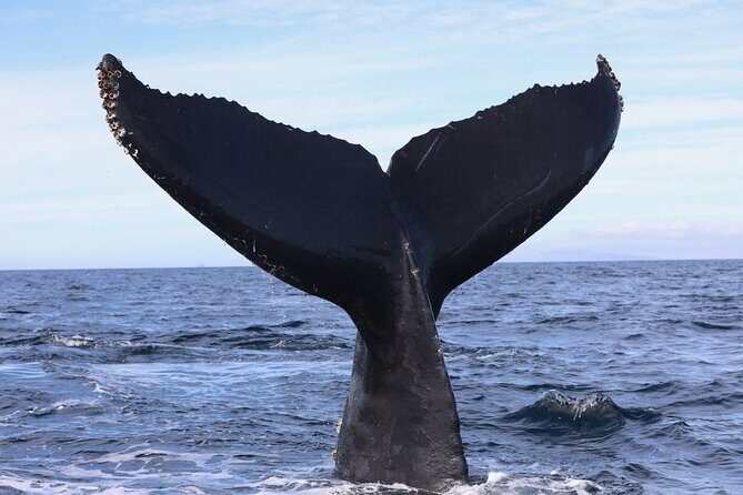 Supreme 2hr Whale/Dolphin Watching Newport Beach, 6 person max - The Itinerary: What to Expect