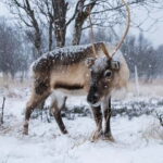 Svolvær: Sami Culture and Reindeer Experience - The Value for Travelers