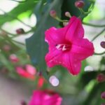 Swim at Oahu Waterfall in Waimea with Coffee, Lunch and Dole - What’s Included and Why It Matters