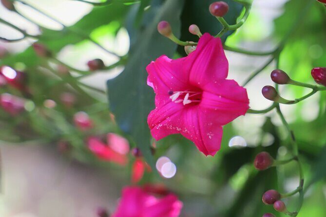 Swim at Oahu Waterfall in Waimea with Coffee, Lunch and Dole - What’s Included and Why It Matters