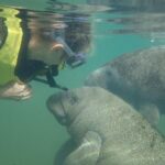 Swim with Manatees: Eco-Educational Tour in Crystal River - The Value of the Tour
