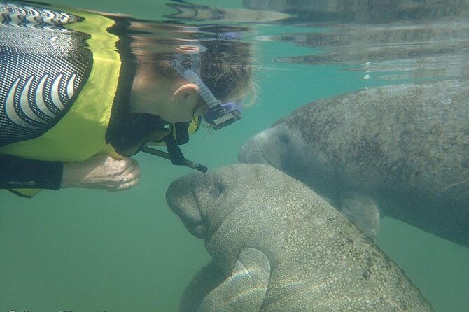 Swim with Manatees: Eco-Educational Tour in Crystal River - The Value of the Tour