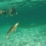 Swim with turtles + snorkelling + archaeological zone of Tulúm + cenote - What to Expect from the Itinerary