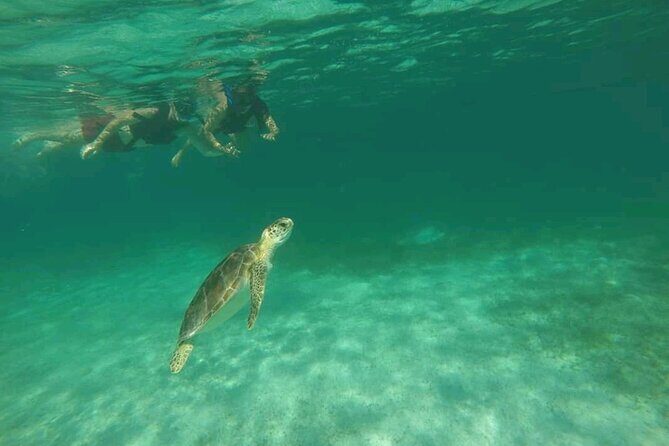Swim with turtles + snorkelling + archaeological zone of Tulúm + cenote - What to Expect from the Itinerary