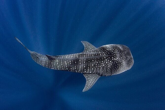 Swim with Whale Shark from La Paz - The Realities: Pros and Cons Based on Reviews