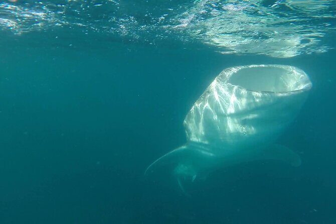 Swim with Whale Sharks #1 MUST DO IN LA PAZ - What We Like and What to Consider