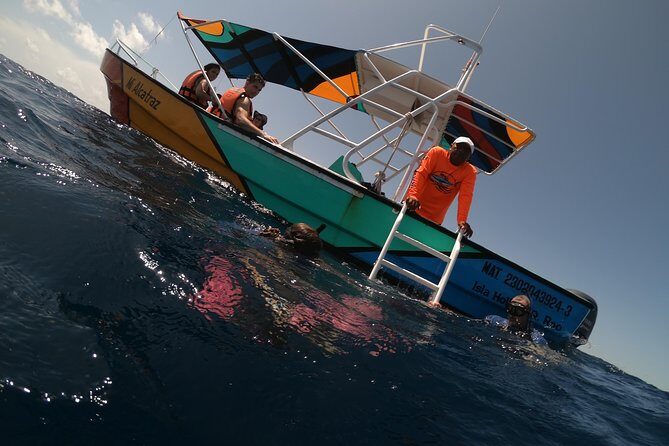 Swim with whale sharks on a private tour - What You Need to Know About the Tour