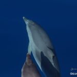 Swimming with Dolphins in Terceira Island - Final Thoughts: Is It Worth It?