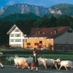 Swiss Cheese, Chocolates and Mountains Small-Group Tour from Zurich - Practical Details and What to Expect