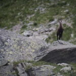 Switzerland: Private nature safari with a local guide. Check out the Alps, lakes, and more - The Role of Your Guide, Michel