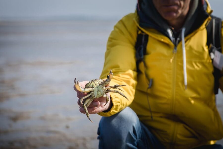 Sylt: Guided Mudflat Hike on the Island - What Does the Tour Include?