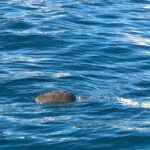 Syracuse:Boat tour Ortigia,Pillirina and seacaves - What You Can Expect from This Syracuse Boat Tour