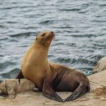 Tallinn: Malusi Islands Seal Watching Boat Tour - Final Thoughts: Who Should Consider This Tour?
